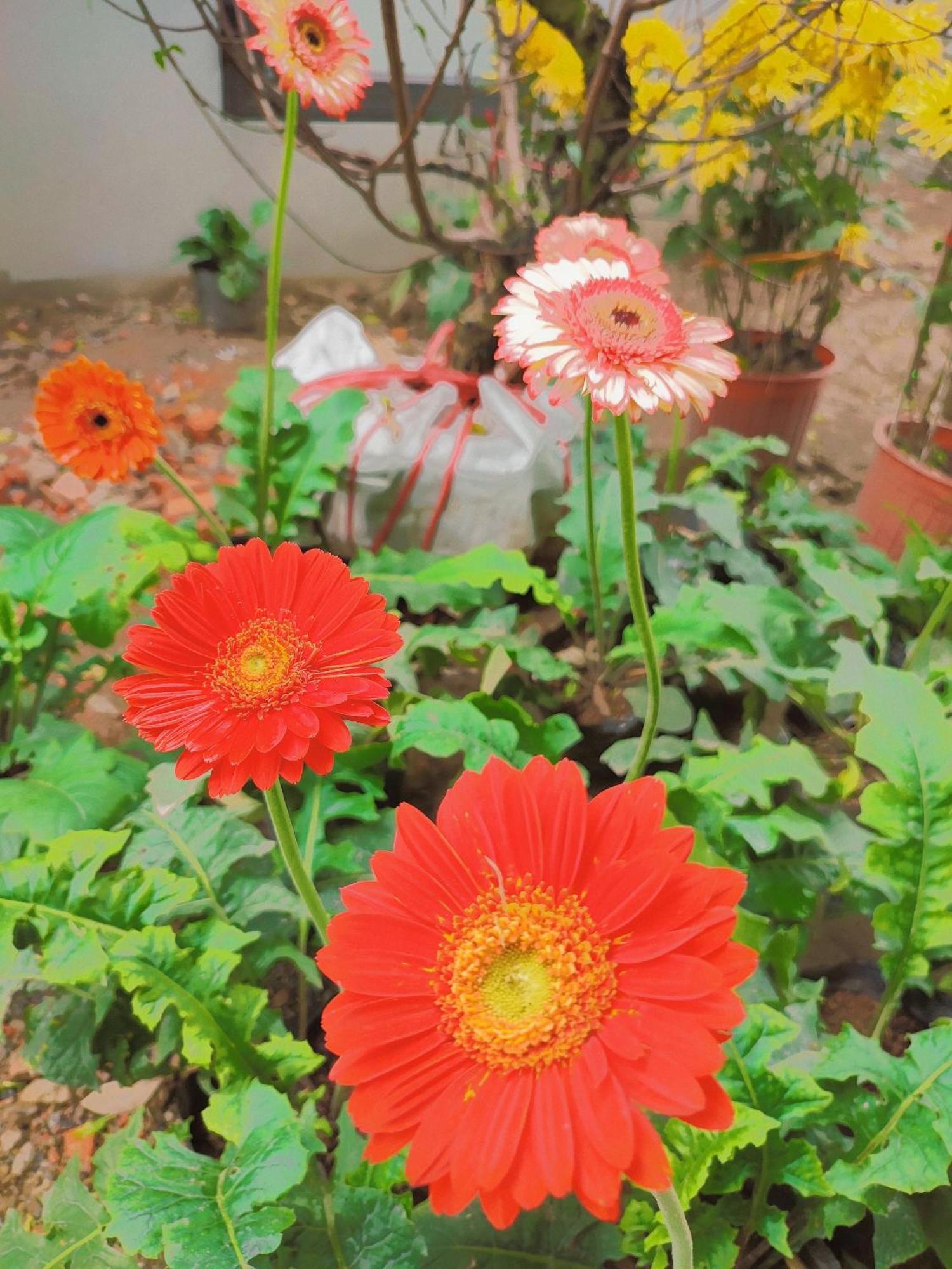 Trang An Natural Mountainside Homestay นิญบิ่ญ ภายนอก รูปภาพ