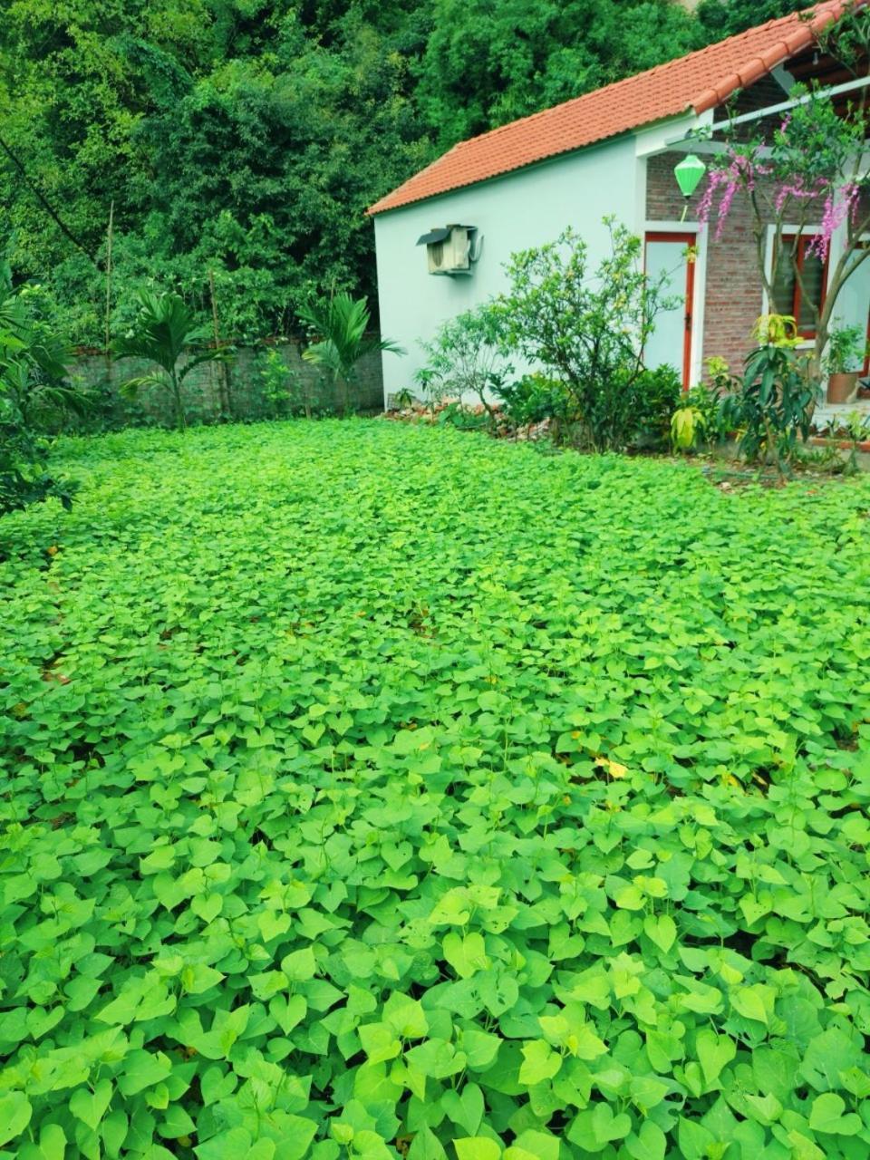 Trang An Natural Mountainside Homestay นิญบิ่ญ ภายนอก รูปภาพ