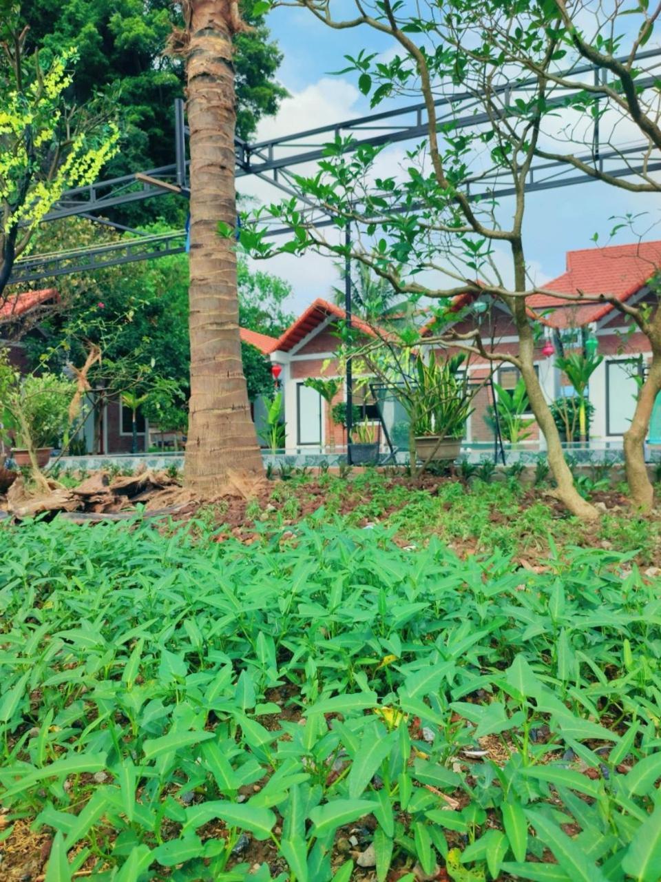 Trang An Natural Mountainside Homestay นิญบิ่ญ ภายนอก รูปภาพ